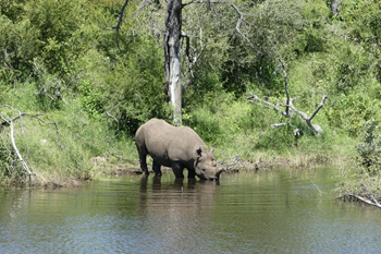 Guided Safari Nyamaneche